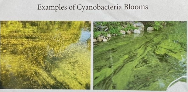 cyanobacteria blooms